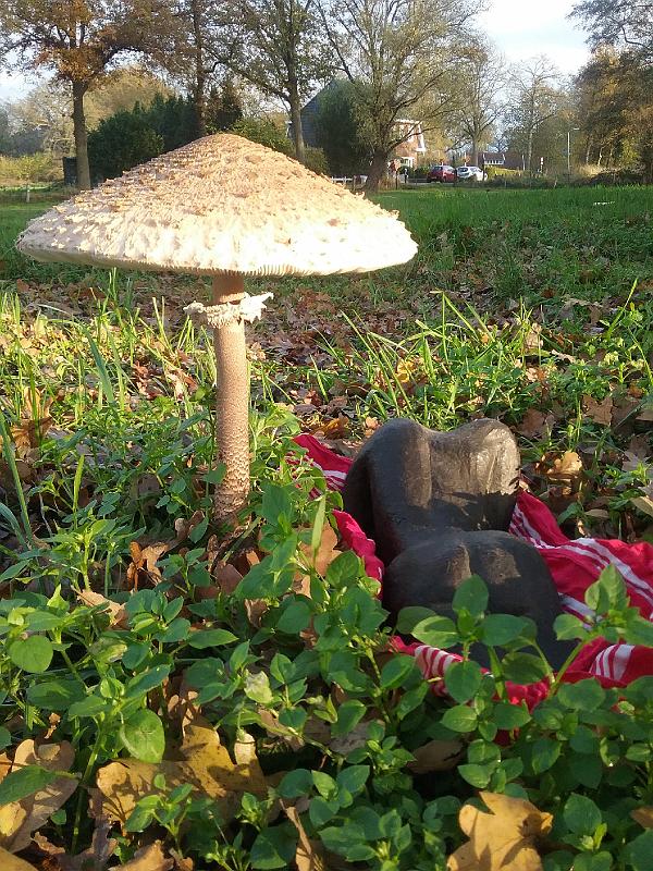 Jaap- Zonnebaden onder parasol